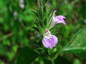 Justicia procumbens